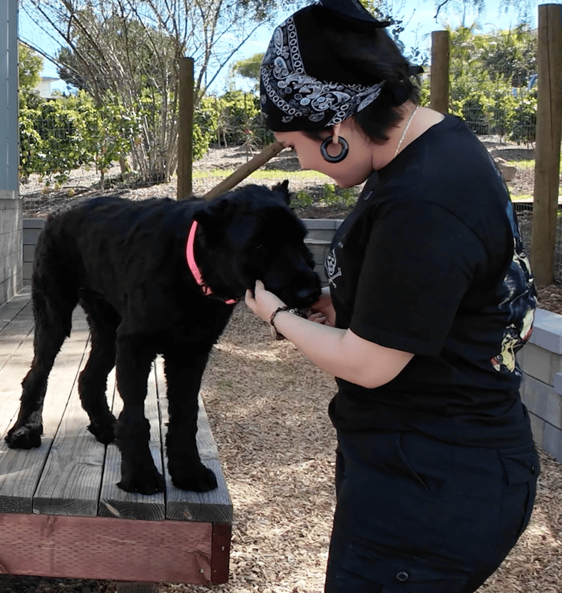 Giant Schnauzer’s Reaction to Seeing the Vet Tech Who Saved Her Life Months Before Is Pure Joy